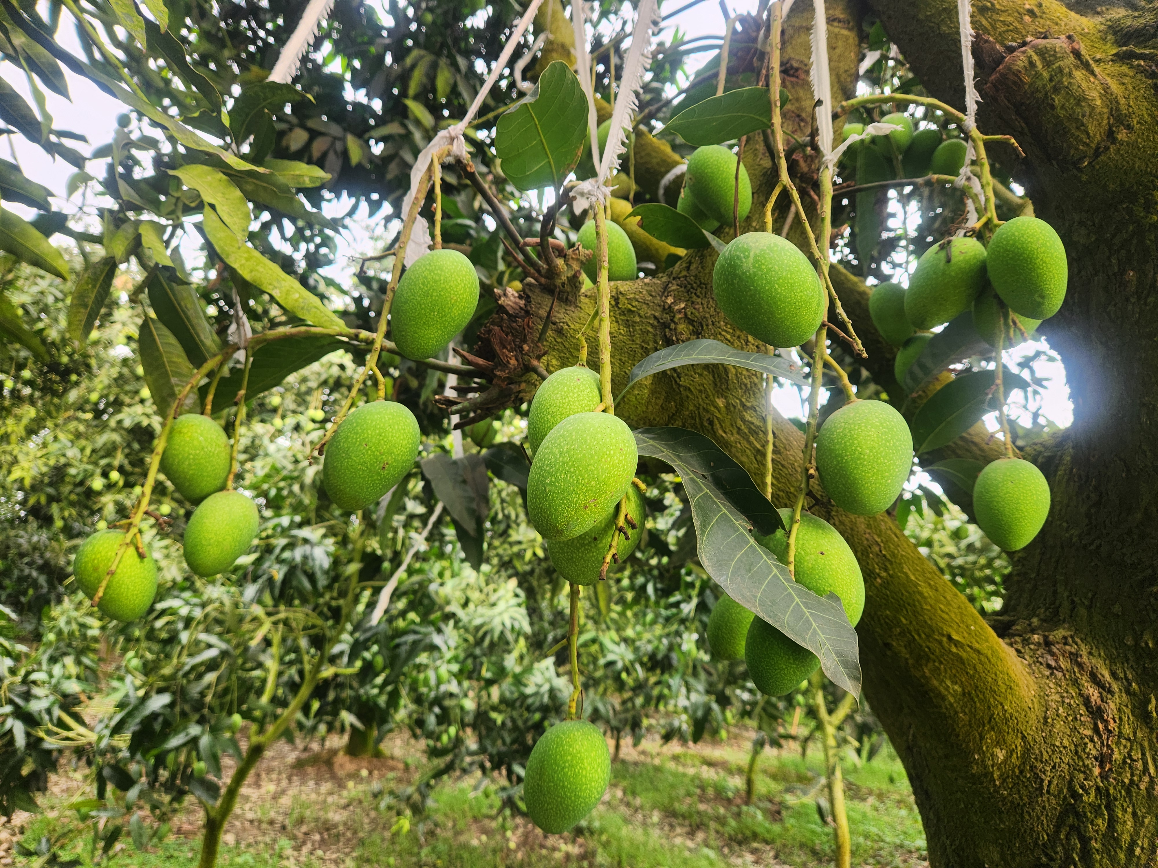 কাঁচা মিঠা (Kacha MItha) 2