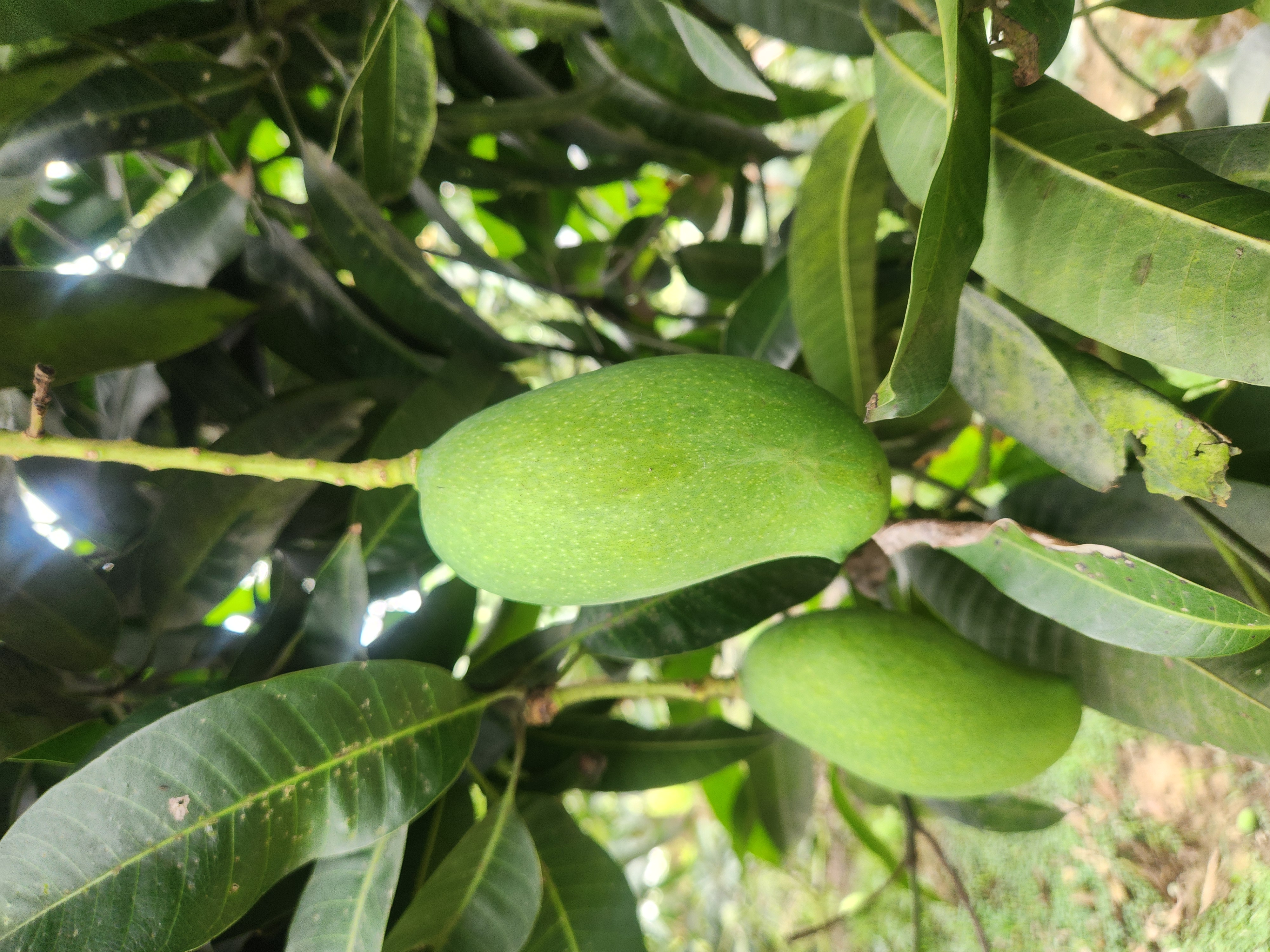কাঁচা মিঠা (Kacha MItha) 5