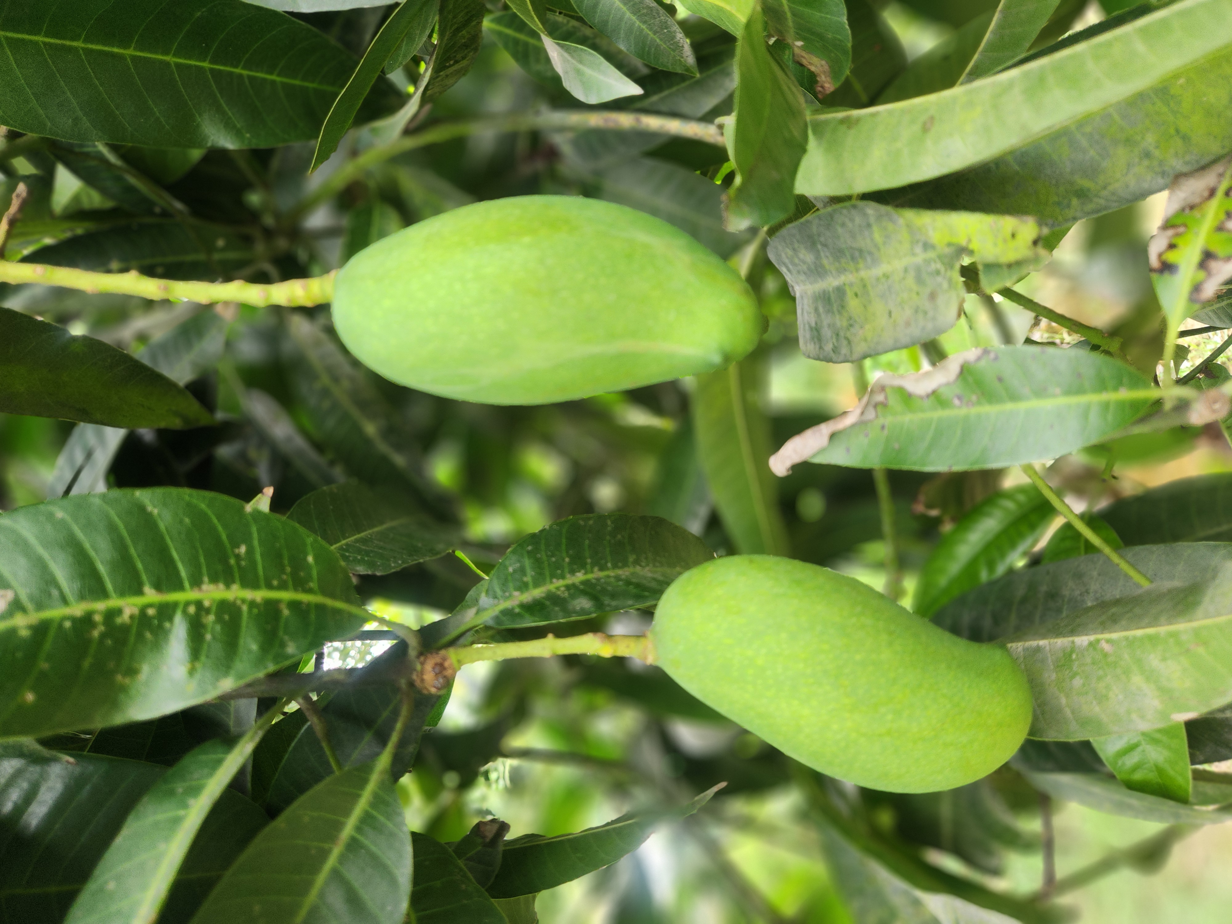 কাঁচা মিঠা (Kacha MItha) 6
