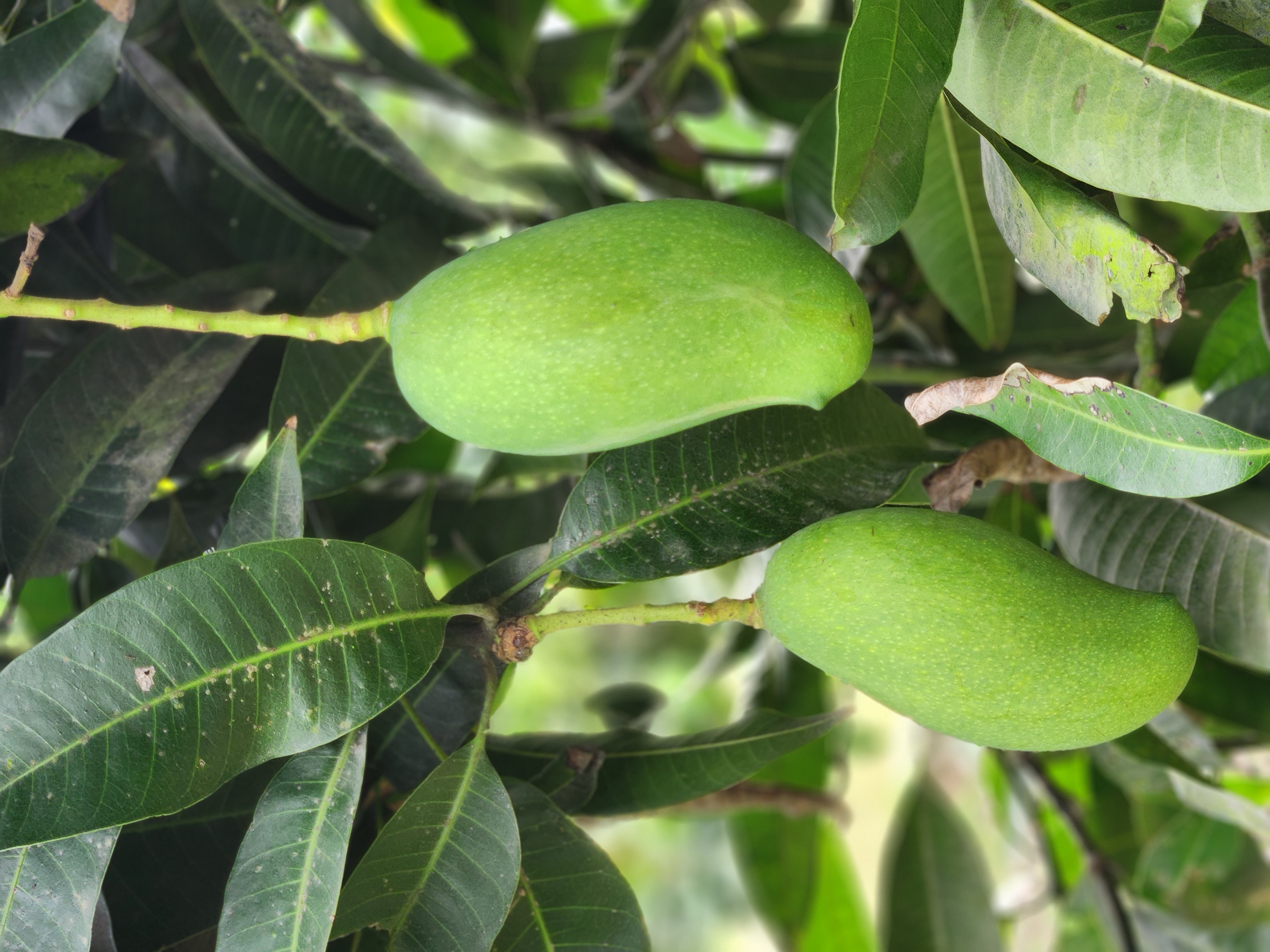কাঁচা মিঠা (Kacha MItha) 4