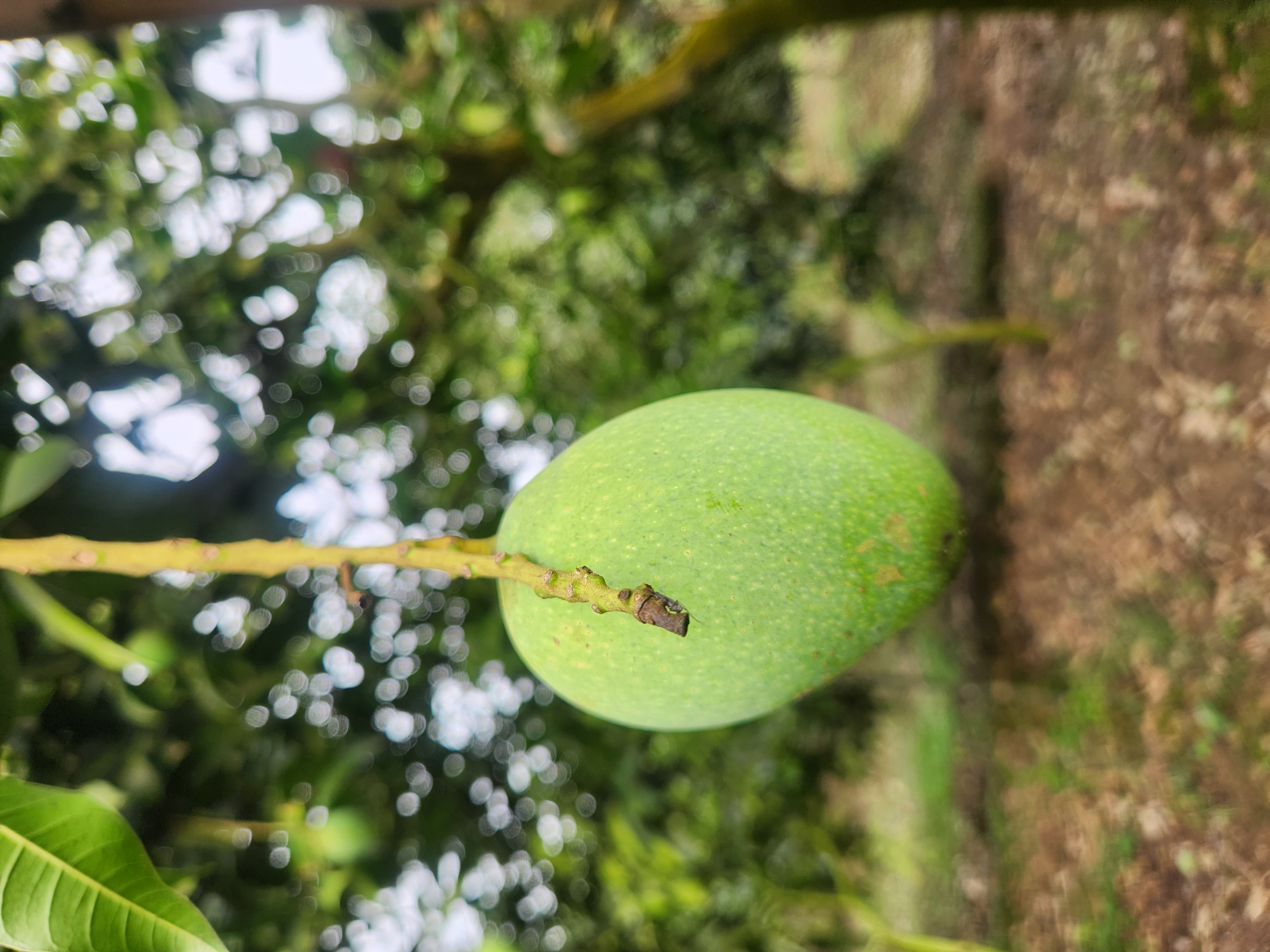 কাঁচা মিঠা (Kacha MItha)